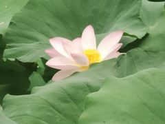 -莲池书院博物馆