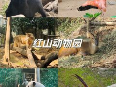 -红山森林动物园