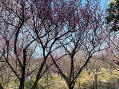 -香雪海
