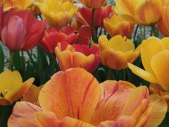 -石家庄市植物园