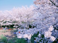 -顾村公园
