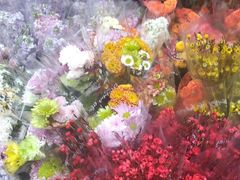 -越秀西湖花市(广州城市广场花卉店)