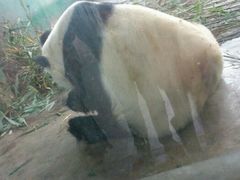 android_upload_pic-西安秦岭野生动物园