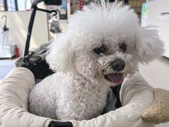 -凯瑞希宠物医院·狂犬免疫·微创·皮肤科