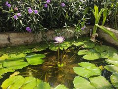 -国家植物园南园