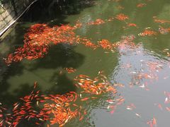 -普陀山风景名胜区-法雨禅寺