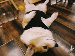 -豆柴町-柴犬主题狗咖(红鼎国际C座店)