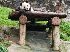 -都江堰中华大熊猫苑