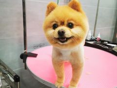 -宠福鑫康馨动物医院·骨科·眼科