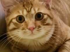 -伟伟宠物医院·瑞派猫友好医院·猫科(光谷店)