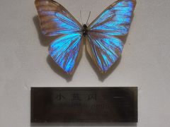 -上海昆虫博物馆