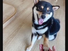 -南京Hallo宠物乐园·哈罗犬舍·柴犬繁育基地