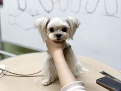 -鑫艺宠物美容培训学校