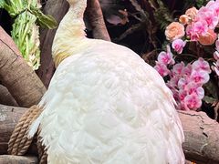 -正佳雨林生态植物园