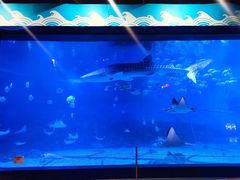 -烟台海昌鲸鲨海洋公园