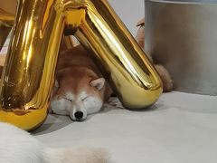 -柴务处·柴犬主题狗咖