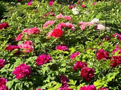 -莲花池公园