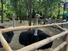 -大连森林动物园