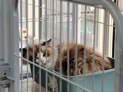 -喵百万·布偶·蓝金金渐层英短·猫舍(百子湾店)
