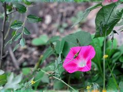 -北京十三陵国家森林公园蟒山景区