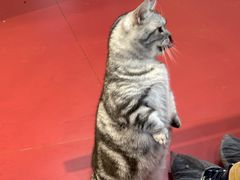 -和它·交个朋友·狗咖猫咖(爱琴海店)