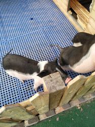 -萌宠亲子动物乐园(槐房万达店)