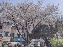 -龟山风景区-龟山电视塔