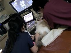 -美联众合动物医院·24h转诊中心