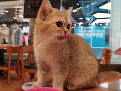 -猫小院猫主题餐厅(三里屯店)
