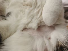 -艾贝尔宠物医院·24H转诊中心·肿瘤猫专科(江宁双龙店)