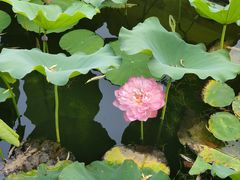-莲花池公园