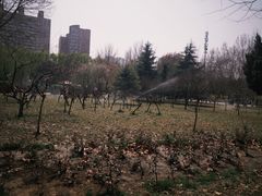 -西清公园