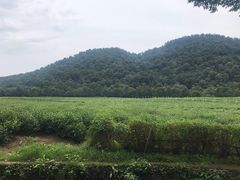 -中国茶叶博物馆(双峰馆区)