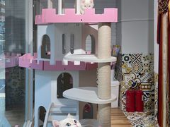 -青奢宠物·青奢猫舍