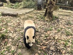 -都江堰中华大熊猫苑