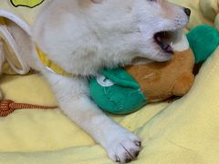 -逗柴咖啡屋·狗咖猫咖宠物桌游