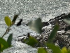 -广东惠东海龟国家级自然保护区