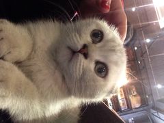 Mikaku-MIKAKU(万达广场上海宝山店)