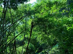 -火炉山森林公园