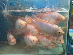 -小海豚•老字号海鲜餐厅(天涯店)