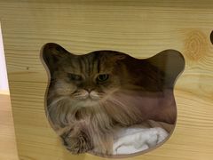 -猫腻·猫咖·撸猫馆(星光大道店)