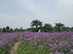 -瑶湖郊野森林公园