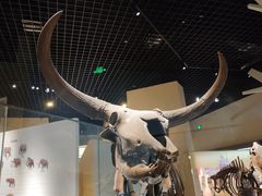 -国家自然博物馆