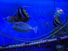 -太平洋海底世界