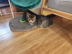 -滚猫咖啡·猫咖·猫友好撸猫(未来城店)