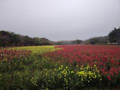 -丹樱生态园