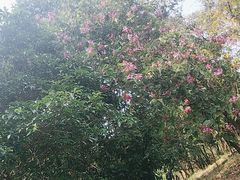 -广州白江湖森林公园