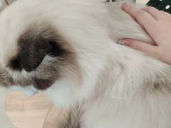 -共舞时光猫咖·狗咖(新街口店)