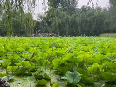 -莲湖公园