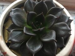 -好运来动物奶油生日蛋糕(白山集贸店)